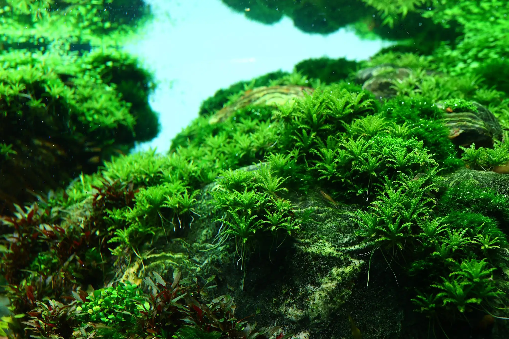 Aquascaping steps - Connecting - IAPLC 2025 Honor Prize - Long Tran Hoang / Vietnam